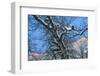 Bald Eagle perched on a tree covered with snow, snow mountain in the distance, Haines, Alaska, USA-Keren Su-Framed Photographic Print