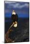 Bald Eagle Perched on a Tree-W. Perry Conway-Mounted Photographic Print