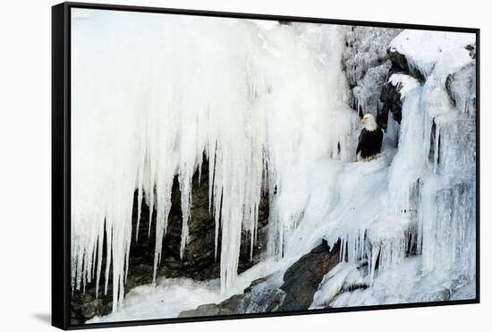 Bald eagle perched on rocks at frozen waterfall. Alaska, USA-Danny Green-Framed Stretched Canvas