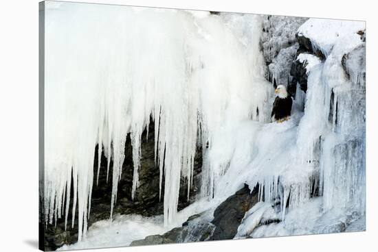 Bald eagle perched on rocks at frozen waterfall. Alaska, USA-Danny Green-Stretched Canvas