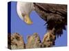 Bald Eagle Perched on Tree Branch, Alaska, USA-Joe & Mary Ann McDonald-Stretched Canvas