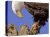 Bald Eagle Perched on Tree Branch, Alaska, USA-Joe & Mary Ann McDonald-Stretched Canvas