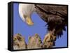 Bald Eagle Perched on Tree Branch, Alaska, USA-Joe & Mary Ann McDonald-Framed Stretched Canvas