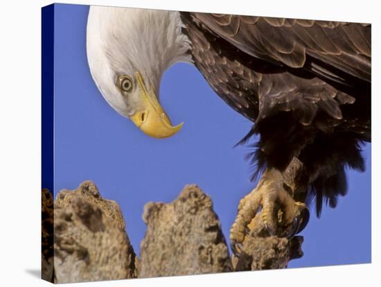 Bald Eagle Perched on Tree Branch, Alaska, USA-Joe & Mary Ann McDonald-Stretched Canvas