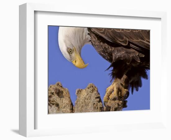 Bald Eagle Perched on Tree Branch, Alaska, USA-Joe & Mary Ann McDonald-Framed Photographic Print