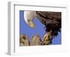 Bald Eagle Perched on Tree Branch, Alaska, USA-Joe & Mary Ann McDonald-Framed Photographic Print