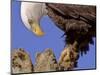 Bald Eagle Perched on Tree Branch, Alaska, USA-Joe & Mary Ann McDonald-Mounted Photographic Print