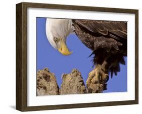 Bald Eagle Perched on Tree Branch, Alaska, USA-Joe & Mary Ann McDonald-Framed Photographic Print
