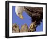 Bald Eagle Perched on Tree Branch, Alaska, USA-Joe & Mary Ann McDonald-Framed Photographic Print