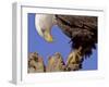 Bald Eagle Perched on Tree Branch, Alaska, USA-Joe & Mary Ann McDonald-Framed Photographic Print