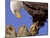 Bald Eagle Perched on Tree Branch, Alaska, USA-Joe & Mary Ann McDonald-Mounted Photographic Print