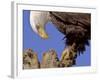 Bald Eagle Perched on Tree Branch, Alaska, USA-Joe & Mary Ann McDonald-Framed Photographic Print