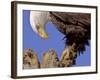 Bald Eagle Perched on Tree Branch, Alaska, USA-Joe & Mary Ann McDonald-Framed Photographic Print