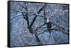 Bald Eagle Perching in Tree-DLILLC-Framed Stretched Canvas