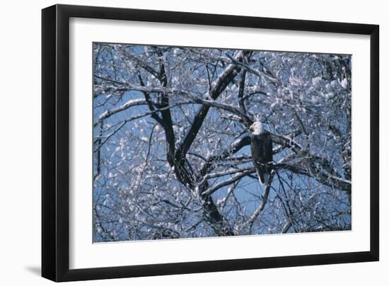 Bald Eagle Perching in Tree-DLILLC-Framed Photographic Print