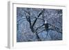 Bald Eagle Perching in Tree-DLILLC-Framed Photographic Print