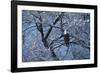 Bald Eagle Perching in Tree-DLILLC-Framed Photographic Print