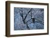 Bald Eagle Perching in Tree-DLILLC-Framed Photographic Print