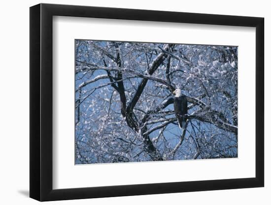 Bald Eagle Perching in Tree-DLILLC-Framed Photographic Print