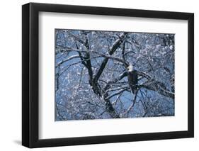 Bald Eagle Perching in Tree-DLILLC-Framed Photographic Print