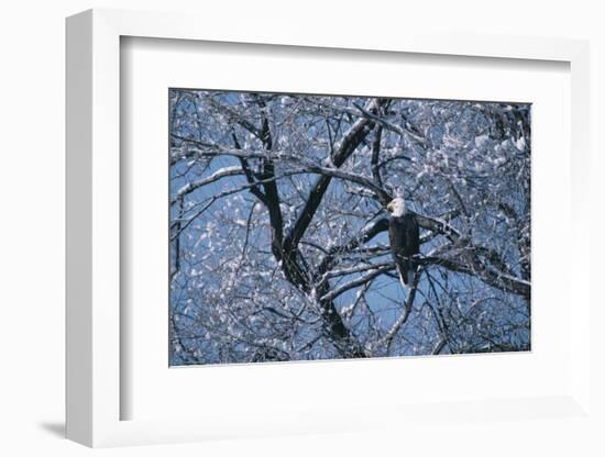 Bald Eagle Perching in Tree-DLILLC-Framed Photographic Print