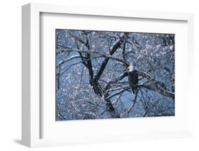 Bald Eagle Perching in Tree-DLILLC-Framed Photographic Print
