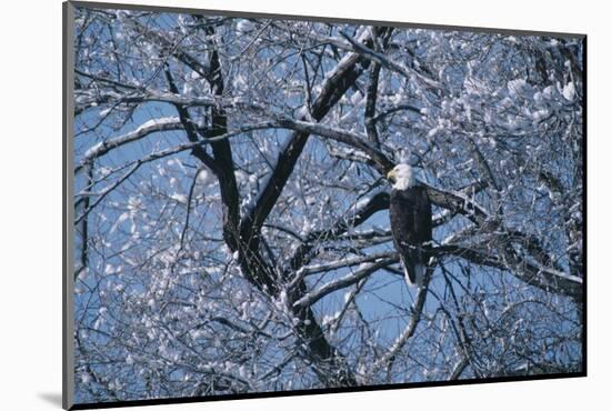 Bald Eagle Perching in Tree-DLILLC-Mounted Photographic Print