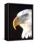 Bald Eagle Portrait, Native to USA and Canada-David Northcott-Framed Stretched Canvas