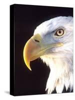 Bald Eagle Portrait, Native to USA and Canada-David Northcott-Stretched Canvas