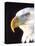 Bald Eagle Portrait, Native to USA and Canada-David Northcott-Stretched Canvas