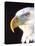 Bald Eagle Portrait, Native to USA and Canada-David Northcott-Stretched Canvas