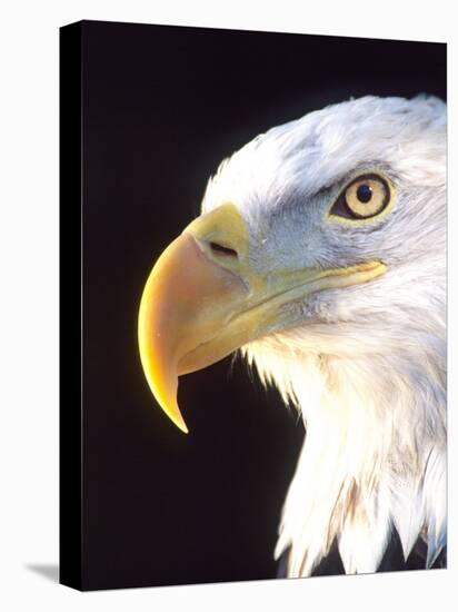 Bald Eagle Portrait, Native to USA and Canada-David Northcott-Stretched Canvas