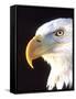 Bald Eagle Portrait, Native to USA and Canada-David Northcott-Framed Stretched Canvas