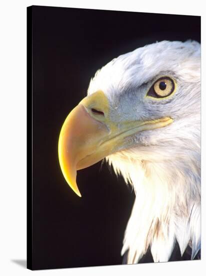 Bald Eagle Portrait, Native to USA and Canada-David Northcott-Stretched Canvas