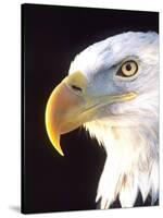 Bald Eagle Portrait, Native to USA and Canada-David Northcott-Stretched Canvas