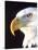 Bald Eagle Portrait, Native to USA and Canada-David Northcott-Stretched Canvas