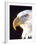 Bald Eagle Portrait, Native to USA and Canada-David Northcott-Framed Premium Photographic Print