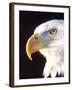 Bald Eagle Portrait, Native to USA and Canada-David Northcott-Framed Premium Photographic Print