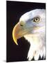 Bald Eagle Portrait, Native to USA and Canada-David Northcott-Mounted Premium Photographic Print