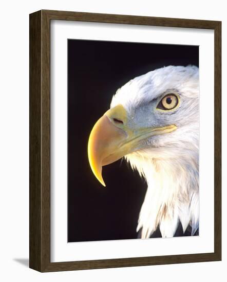 Bald Eagle Portrait, Native to USA and Canada-David Northcott-Framed Photographic Print