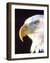 Bald Eagle Portrait, Native to USA and Canada-David Northcott-Framed Photographic Print