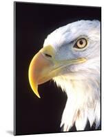 Bald Eagle Portrait, Native to USA and Canada-David Northcott-Mounted Photographic Print