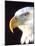 Bald Eagle Portrait, Native to USA and Canada-David Northcott-Mounted Photographic Print