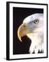 Bald Eagle Portrait, Native to USA and Canada-David Northcott-Framed Photographic Print