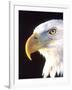 Bald Eagle Portrait, Native to USA and Canada-David Northcott-Framed Photographic Print