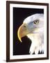 Bald Eagle Portrait, Native to USA and Canada-David Northcott-Framed Photographic Print