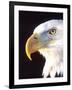 Bald Eagle Portrait, Native to USA and Canada-David Northcott-Framed Photographic Print