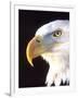 Bald Eagle Portrait, Native to USA and Canada-David Northcott-Framed Photographic Print