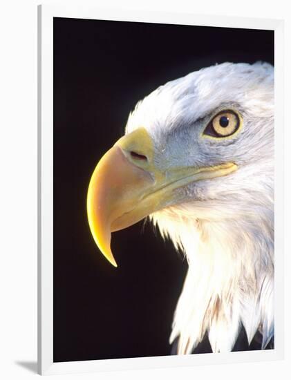 Bald Eagle Portrait, Native to USA and Canada-David Northcott-Framed Photographic Print