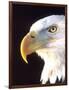 Bald Eagle Portrait, Native to USA and Canada-David Northcott-Framed Photographic Print